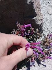 Penstemon davidsonii