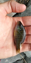 Lepomis peltastes