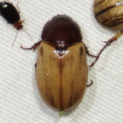 Cyclocephala melanocephala