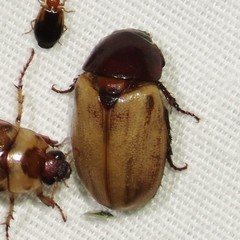 Cyclocephala melanocephala