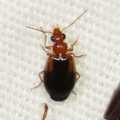 Lebia scapula