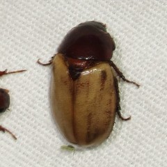 Cyclocephala melanocephala