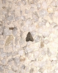 Bostra obsoletalis