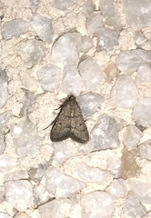 Bostra obsoletalis