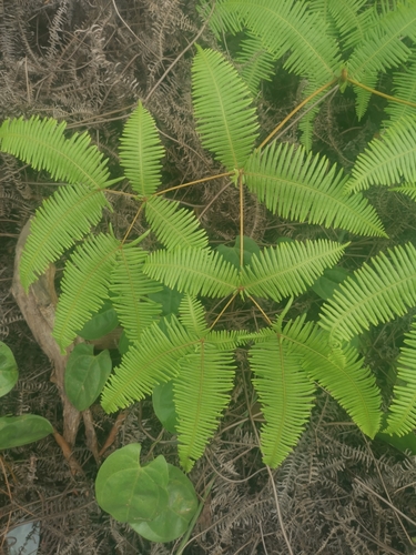 false staghorn fern