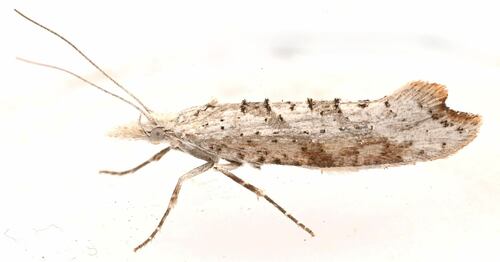 Ypsolopha falciferella photo 4