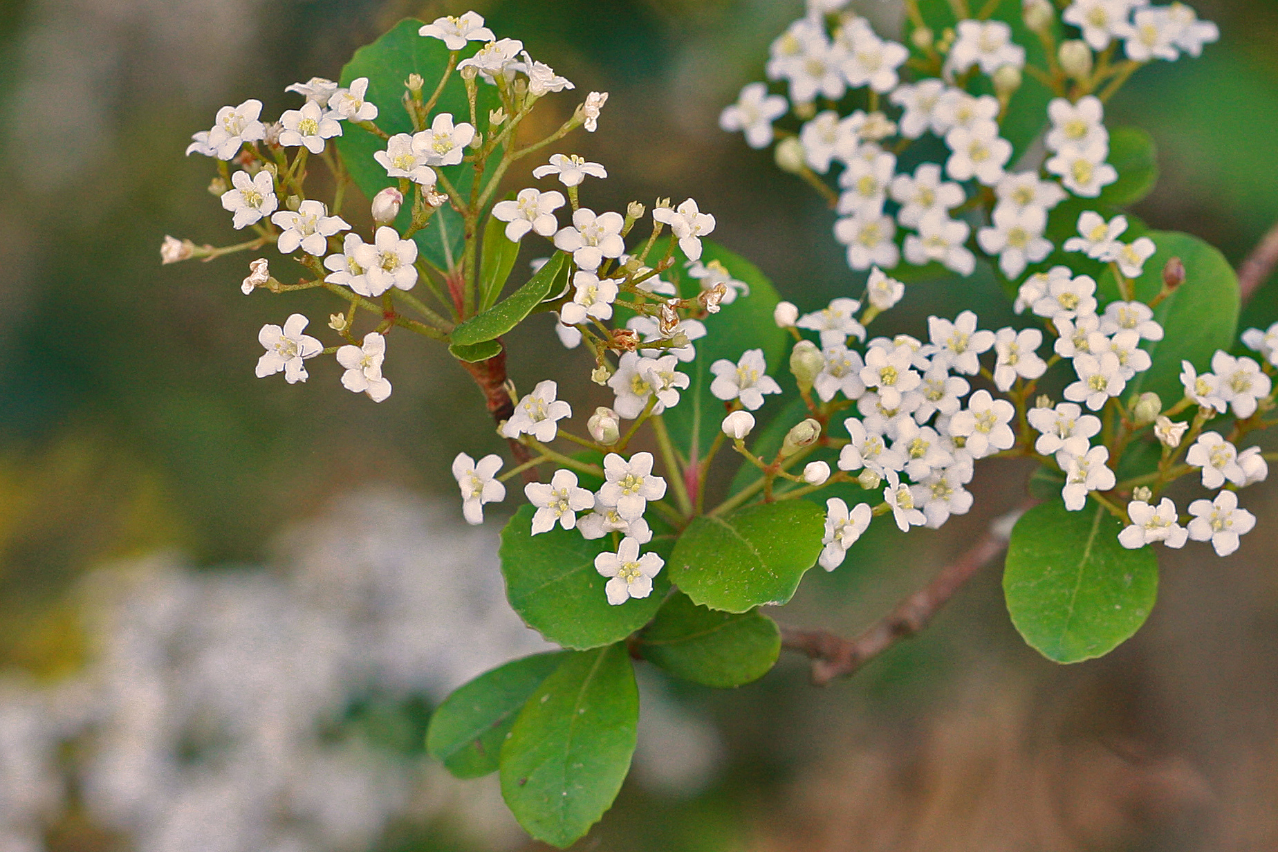 Viburnum obovatum