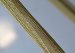 Dichanthelium spretum