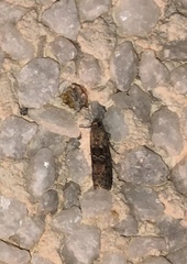 Ancylosis oblitella