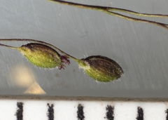 Dichanthelium spretum