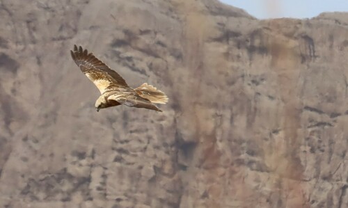 Western Marsh Harrier