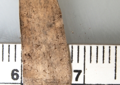 Dichanthelium spretum