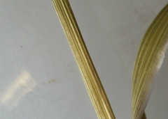 Dichanthelium spretum