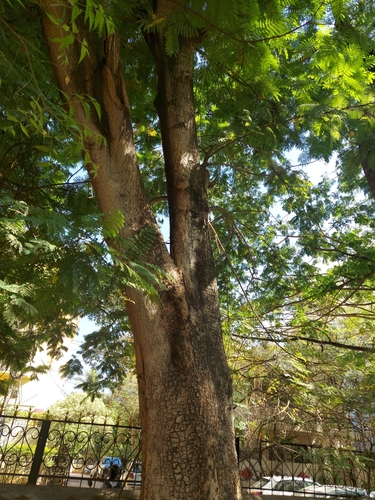 Parkia biglandulosa, photograph 6