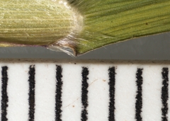 Dichanthelium spretum