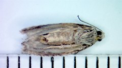Gypsonoma adjuncta