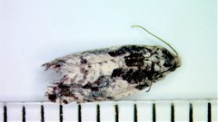 Gypsonoma adjuncta