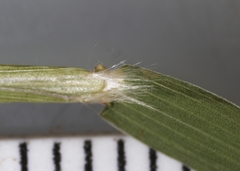 Dichanthelium spretum