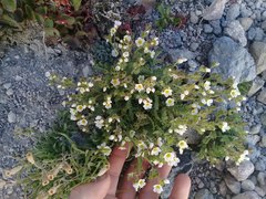 Polemonium pulcherrimum shastense