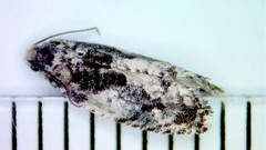 Gypsonoma adjuncta