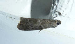 Eurythmia angulella