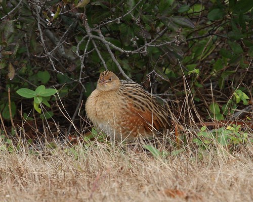 Corn Crake