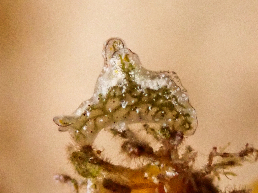 Elysia jibacoaensis