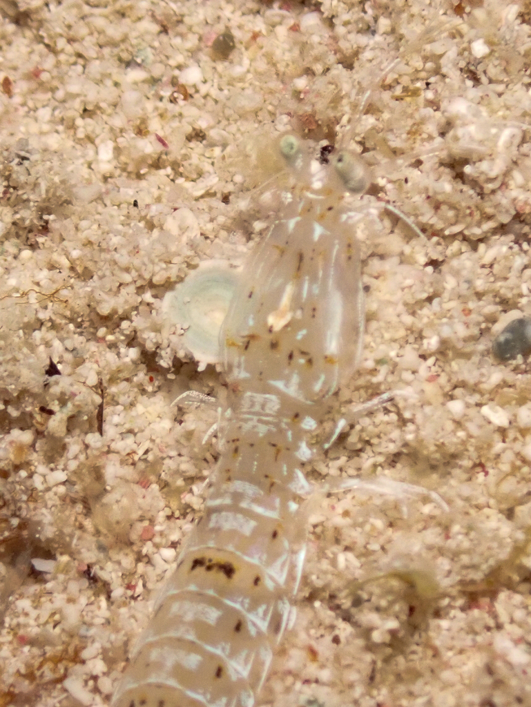Alima neptuni