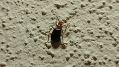 Brachinus mexicanus