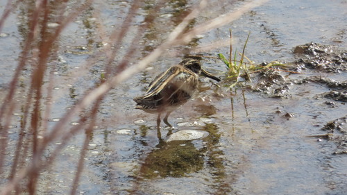 Jack Snipe