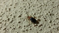 Brachinus mexicanus