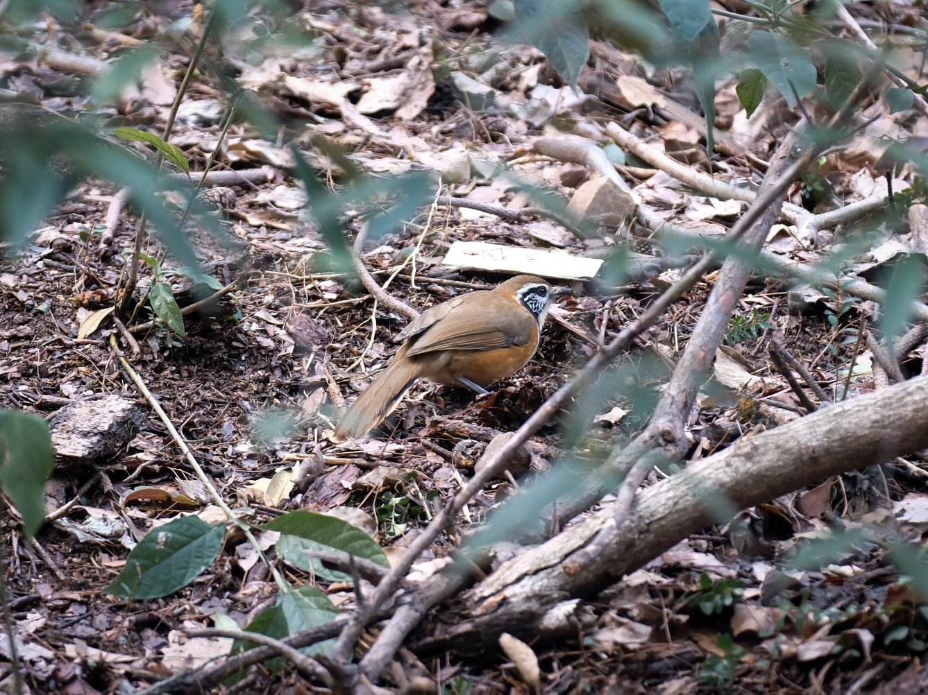 Greater Necklaced Laughingthrush