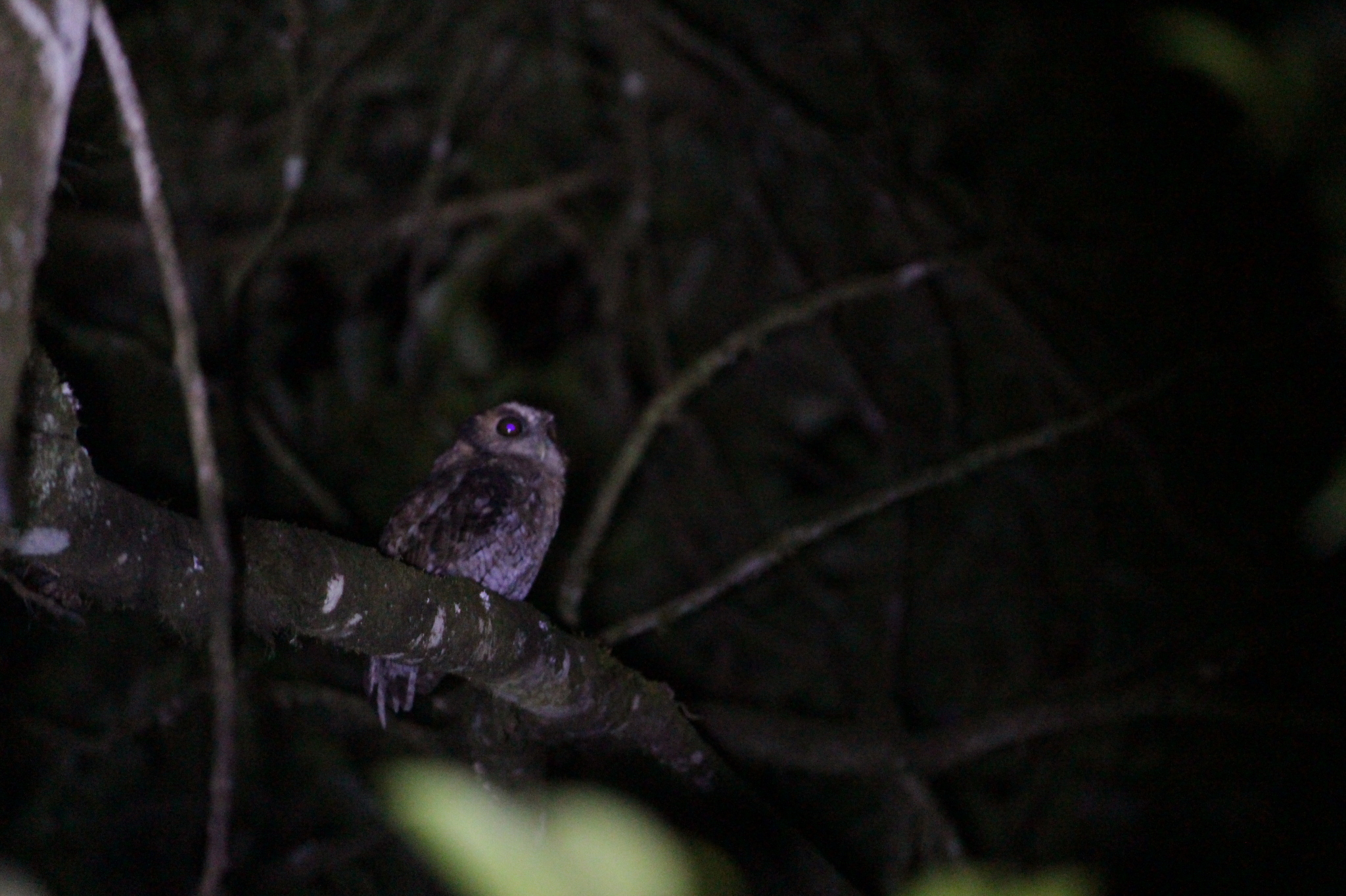 Black-capped Screech Owl (Megascops atricapilla), photo 1