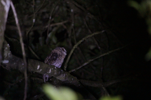 Black-capped Screech Owl (Megascops atricapilla), photo 6