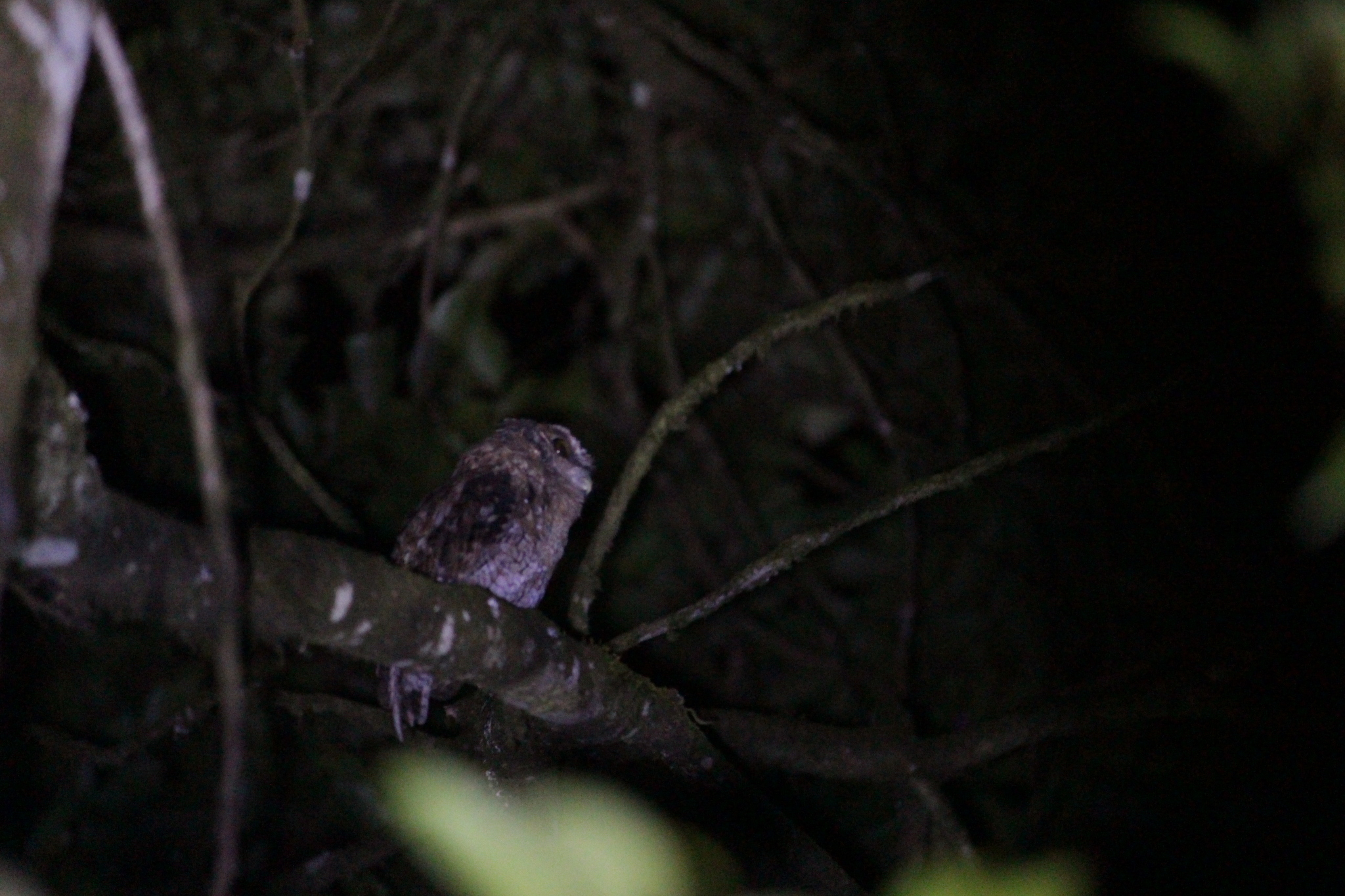 Black-capped Screech Owl (Megascops atricapilla), photo 7