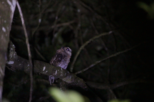 Black-capped Screech Owl (Megascops atricapilla), photo 2