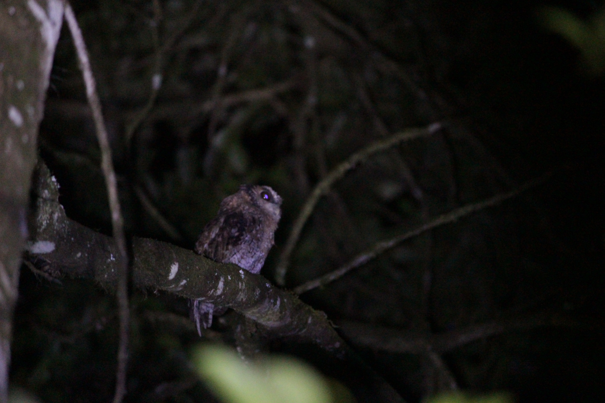 Black-capped Screech Owl (Megascops atricapilla), photo 2
