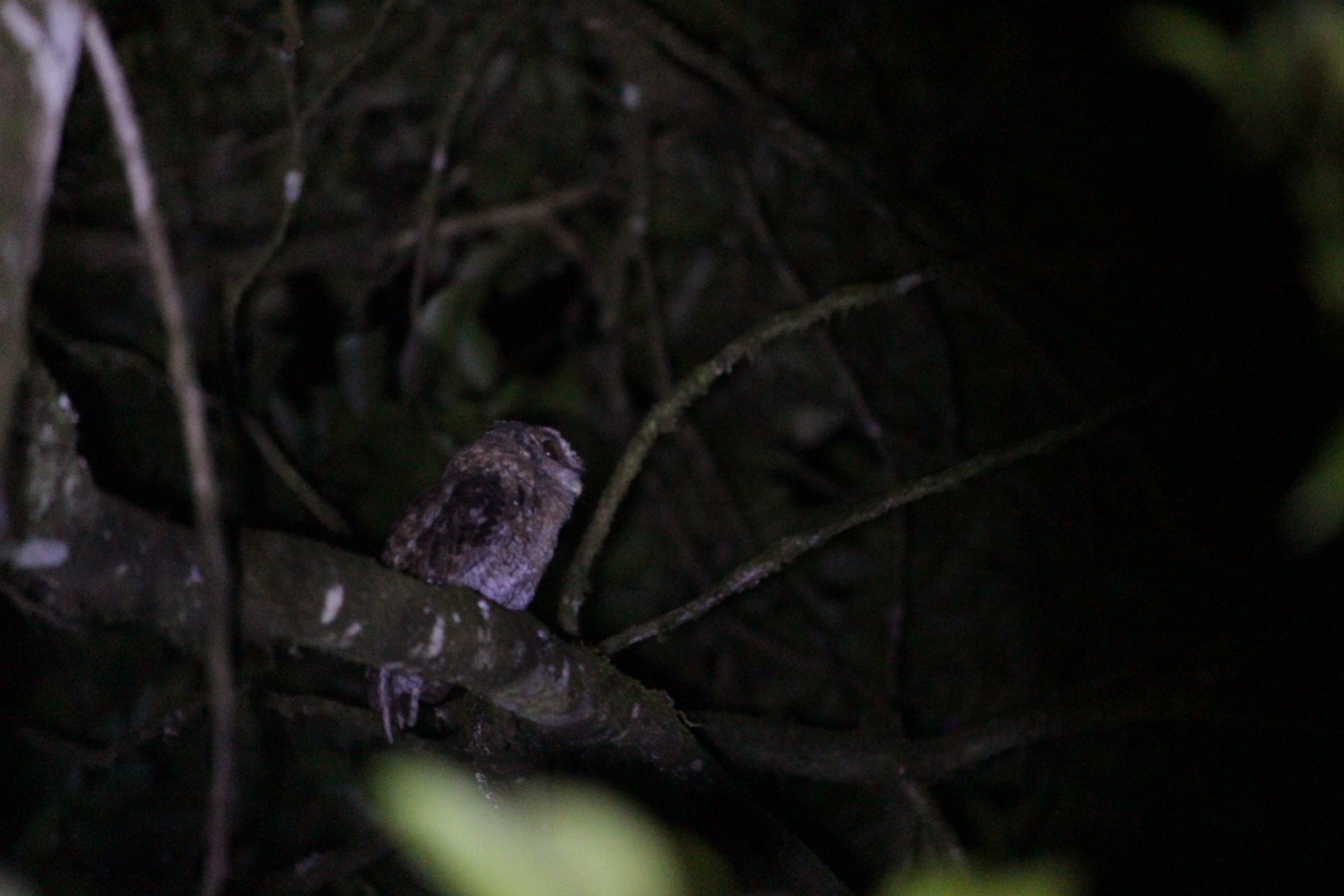 Black-capped Screech Owl (Megascops atricapilla), photo 6