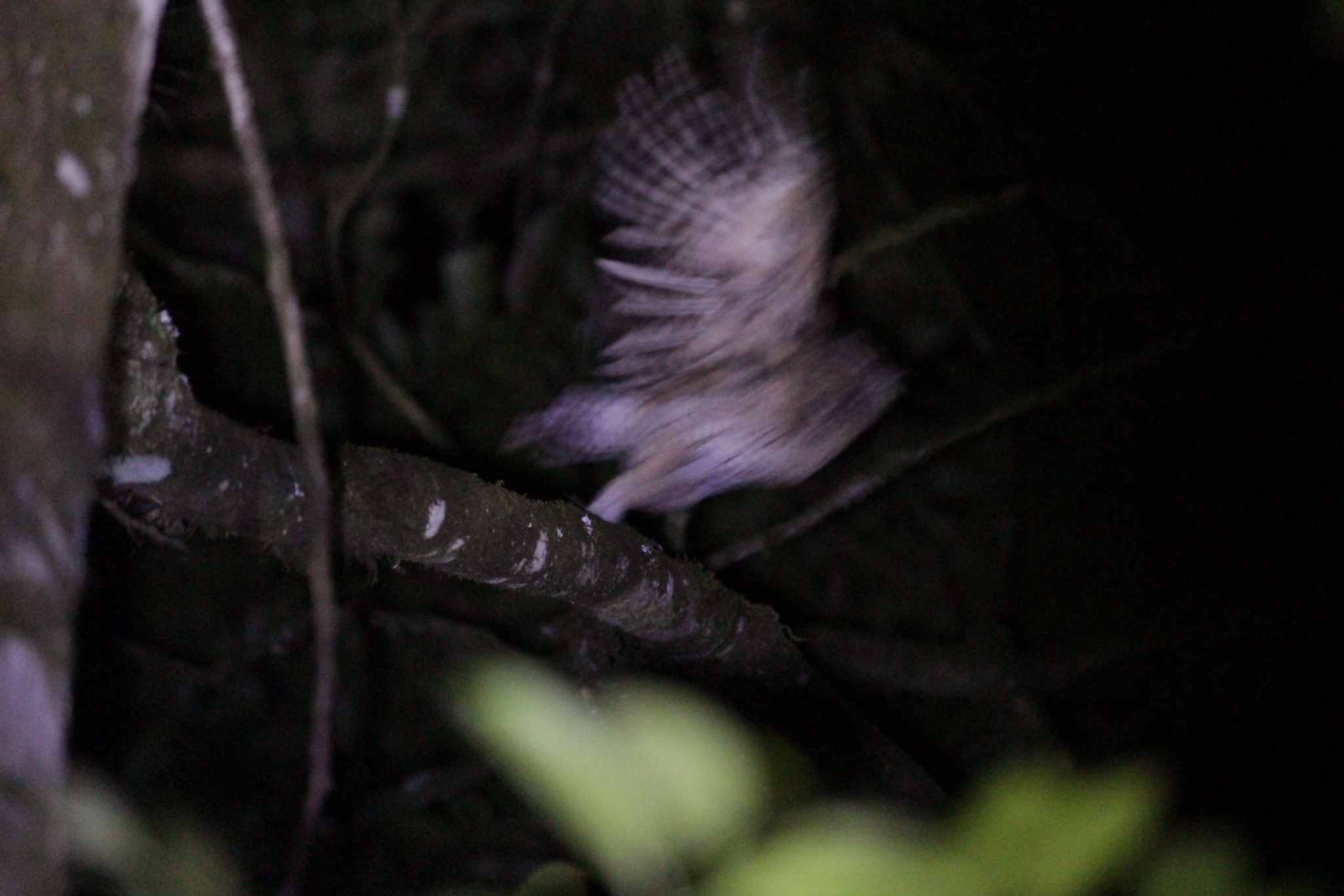 Black-capped Screech Owl (Megascops atricapilla), photo 8