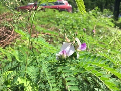 Crotalaria verrucosa