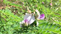 Crotalaria verrucosa