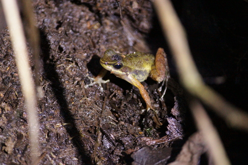 Boraceia Tree Toad, Hylodes phyllodes