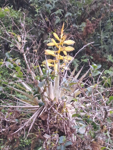 Tillandsia oerstediana, photograph 6