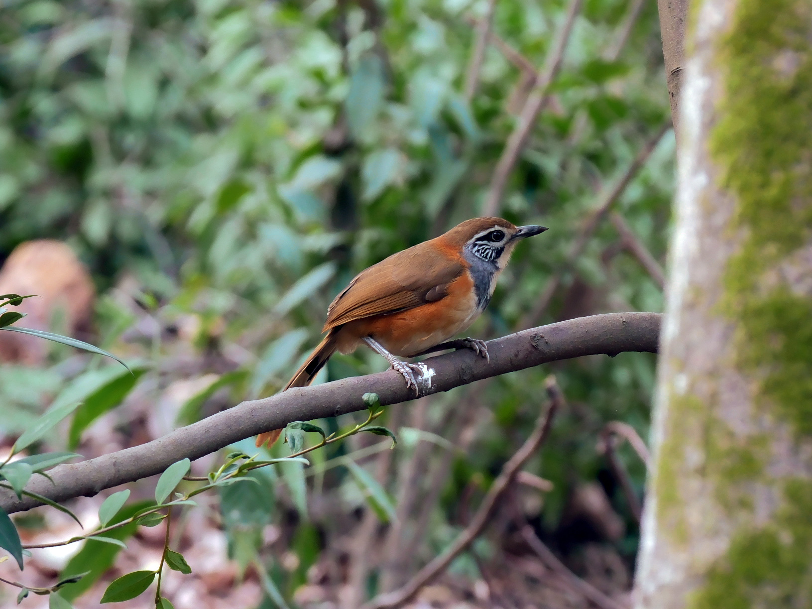 Greater Necklaced Laughingthrush