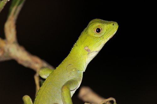 Jackson's Fathead Anole, Enyalius perditus