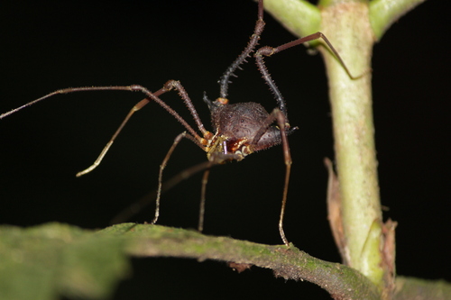 daddy longlegs