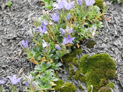 Campanula piperi