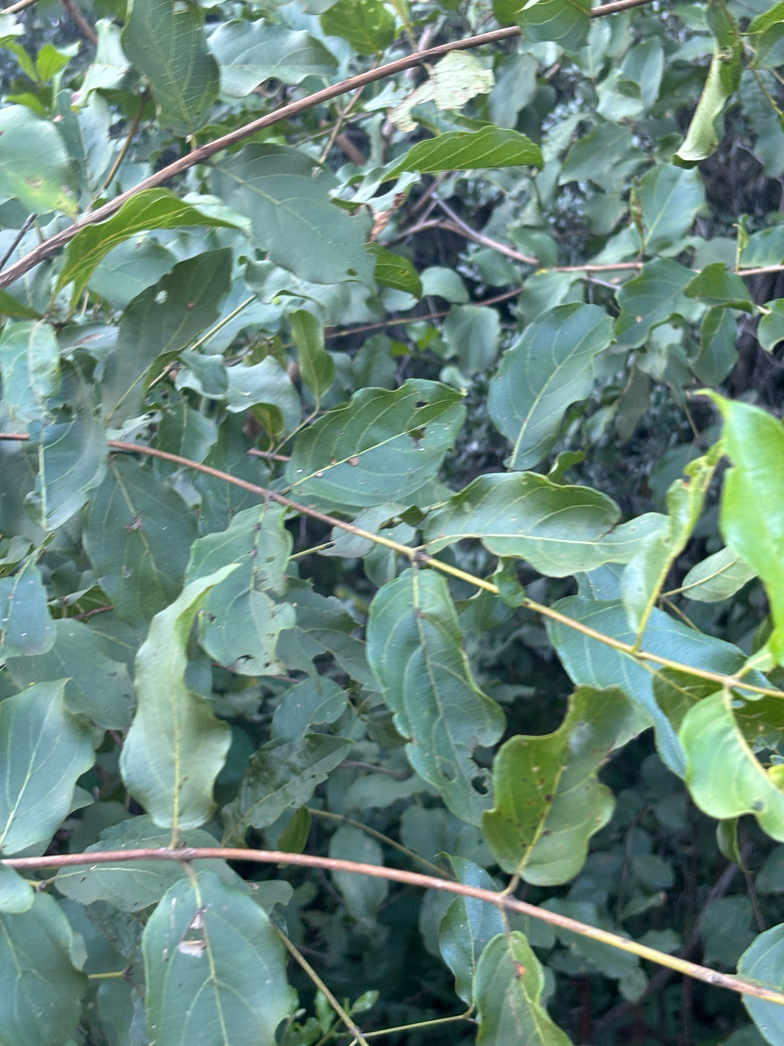 Imagem de Combretum apiculatum é conhecido como "muamba"