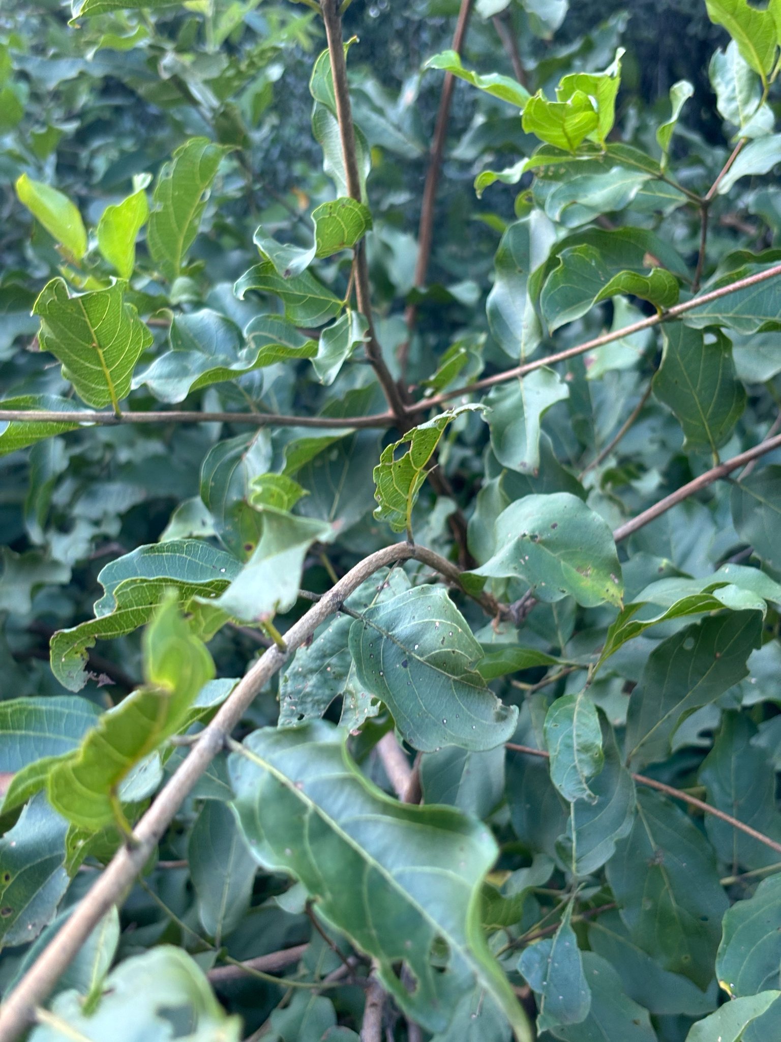 Imagem de Combretum apiculatum é conhecido como "muamba"