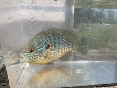 Lepomis peltastes